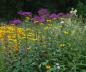 Preview: Vernonia crinita I Vernonie